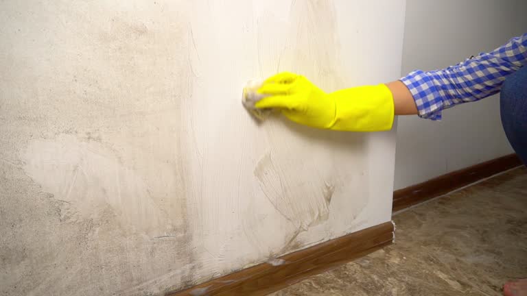 Mold Documentation for Insurance Claims in Norwalk, CA