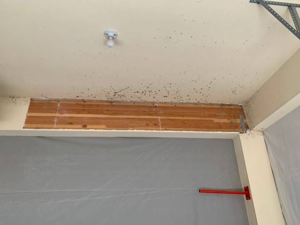 Professional Mold Removal in Norwalk, CA