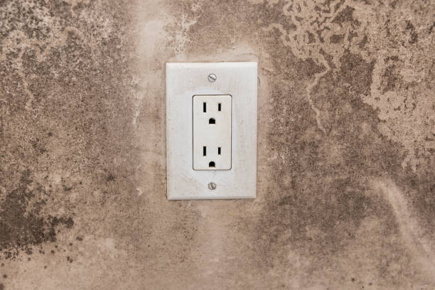 Environmental Consulting for Mold Prevention in Norwalk, CA